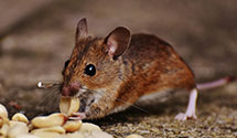 24 Hour & Emergency Exterminators in Zablocki VA Medical Ctr, WI